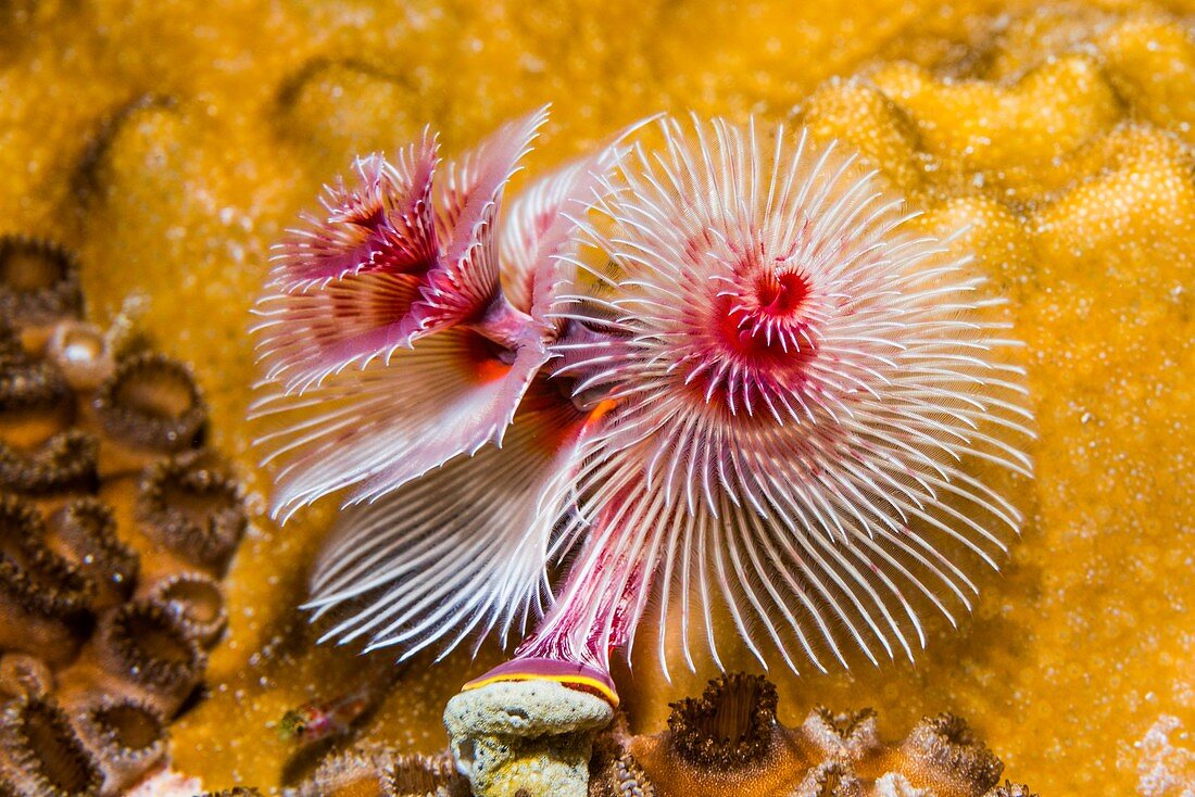 Christmas tree worms