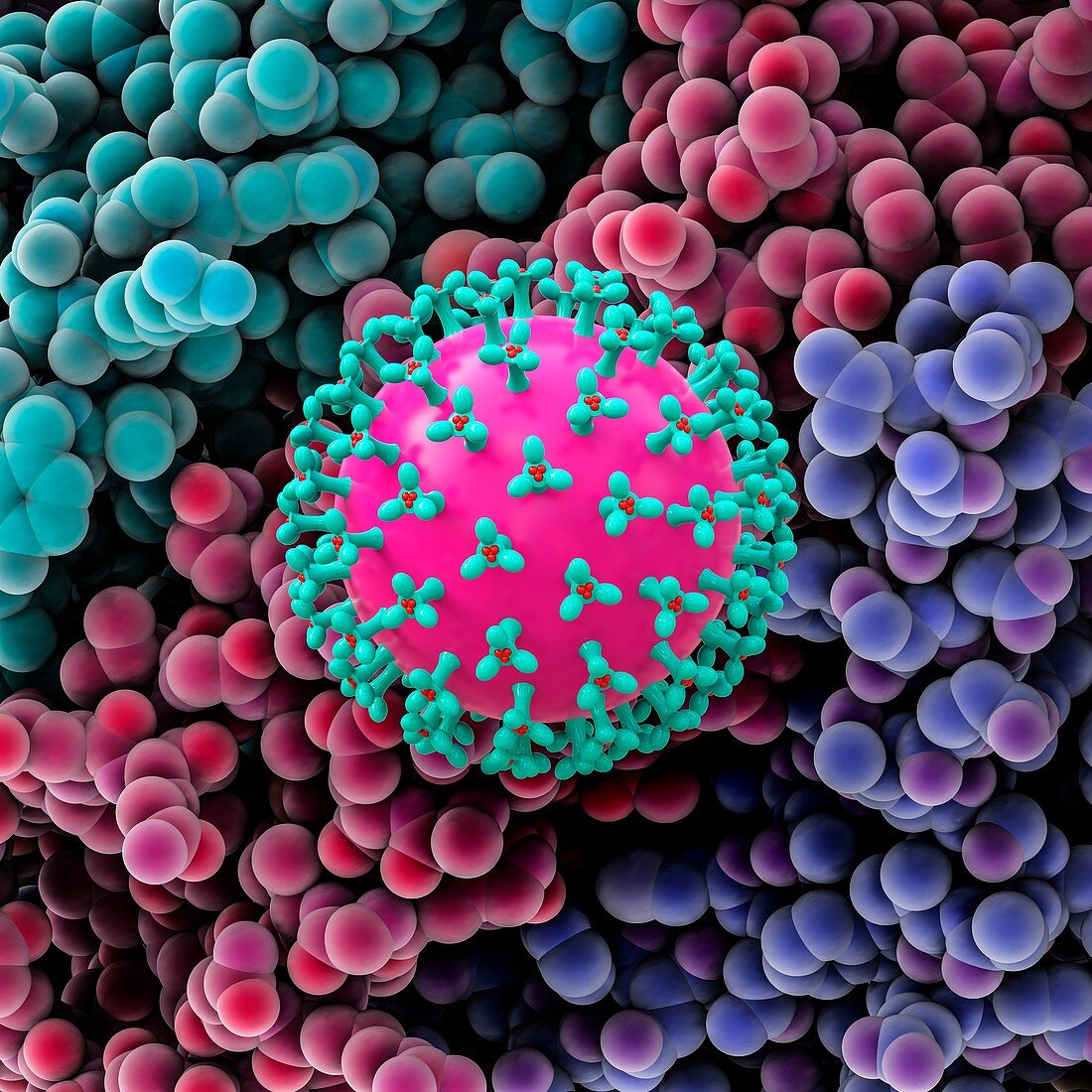 Coronavirus capsid, conceptual illustration