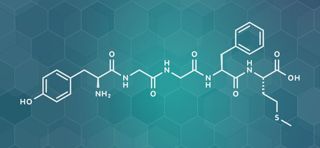 Met-enkephalin endogenous opioid peptide molecule