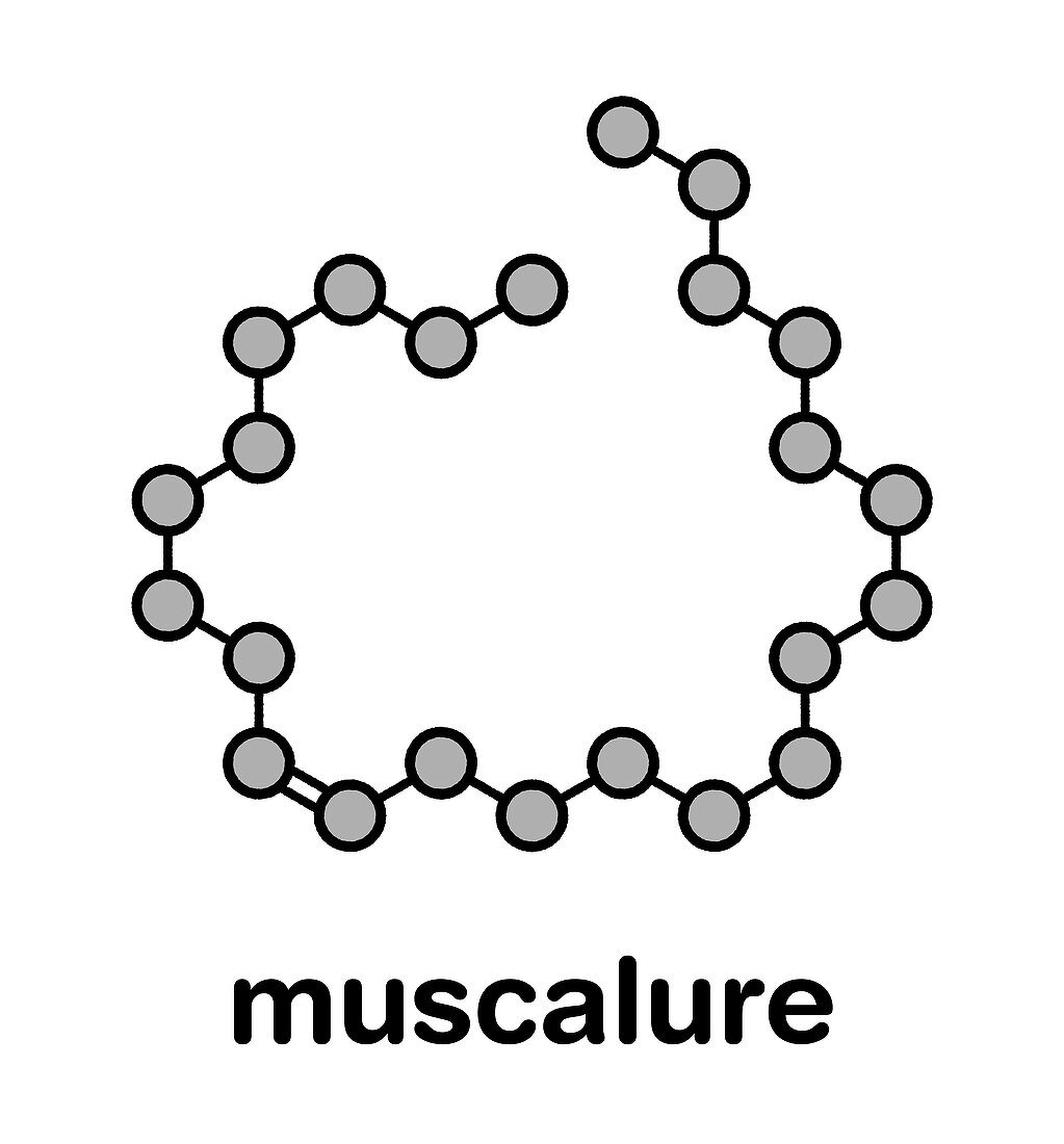 Muscalure house fly sex pheromone molecule, illustration