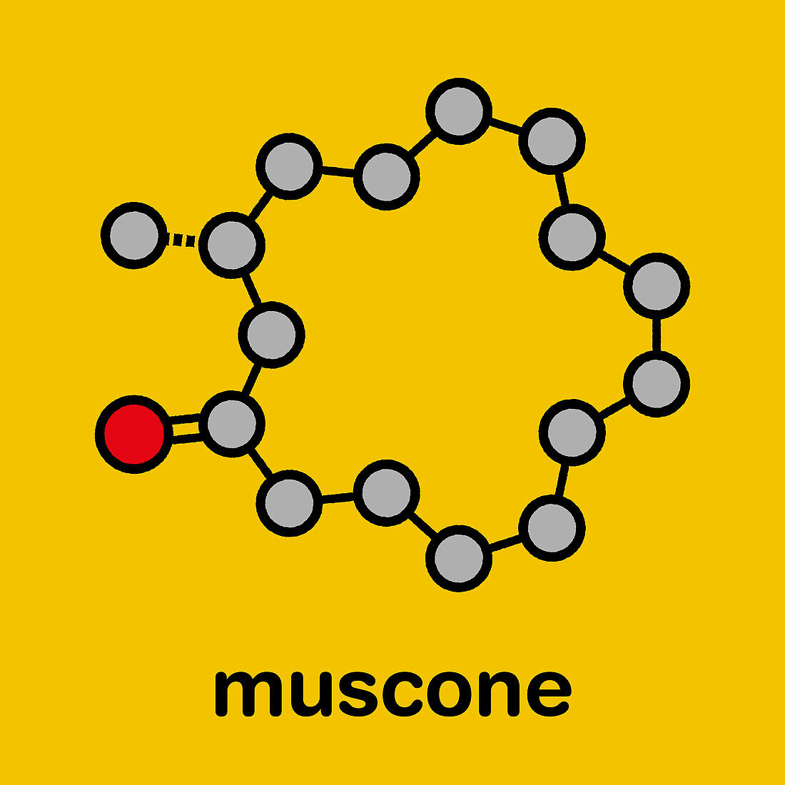 Muscone musk odour molecule, illustration
