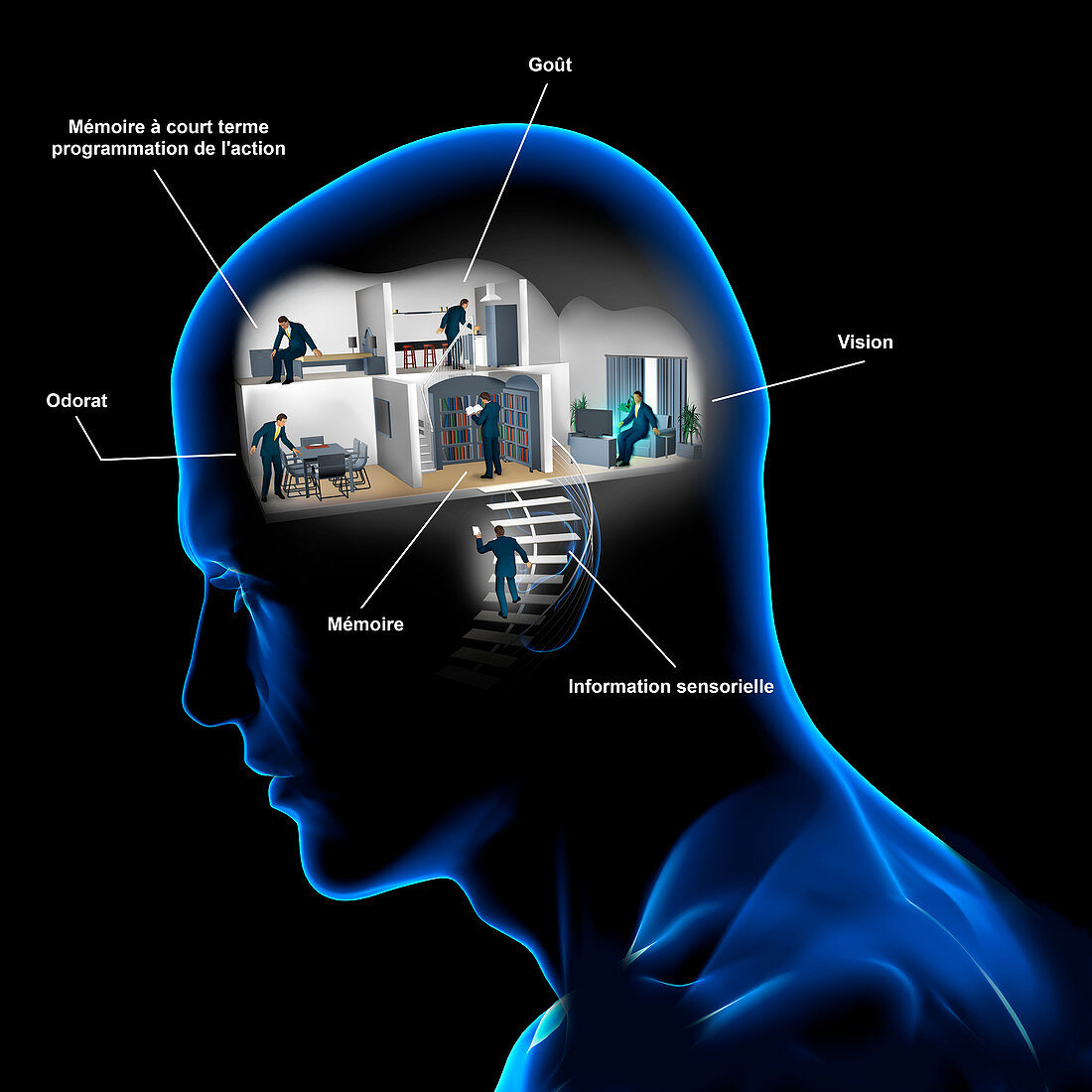 Areas of the brain, conceptual illustration