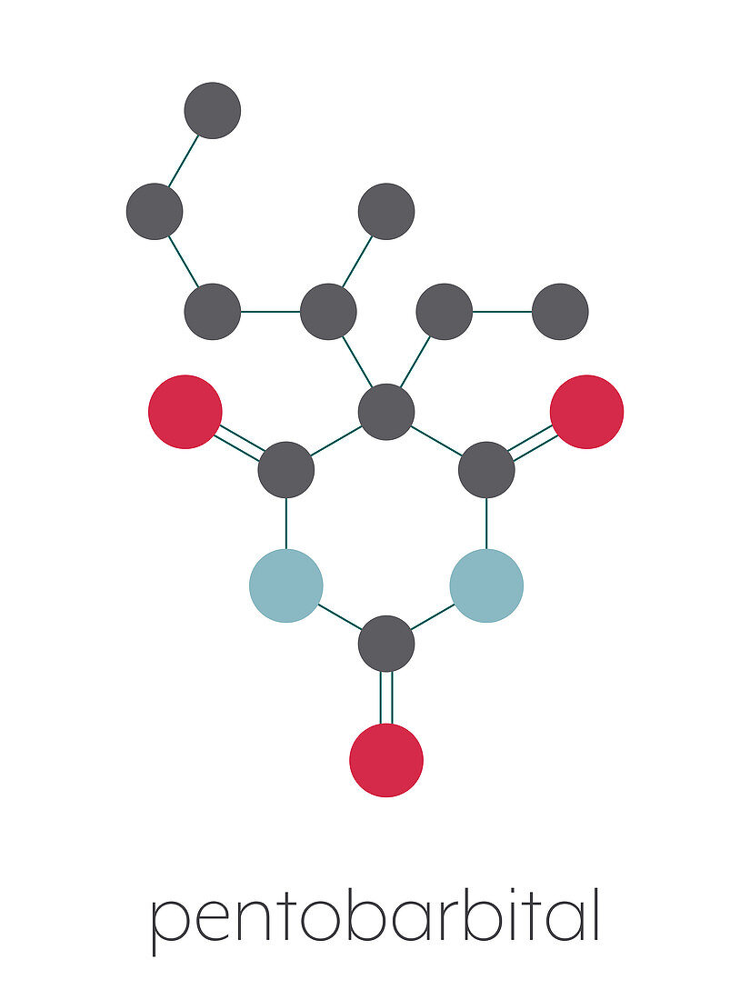 Pentobarbital barbiturate sedative molecule, illustration