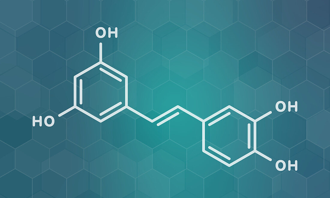 Piceatannol herbal stilbenoid molecule, illustration