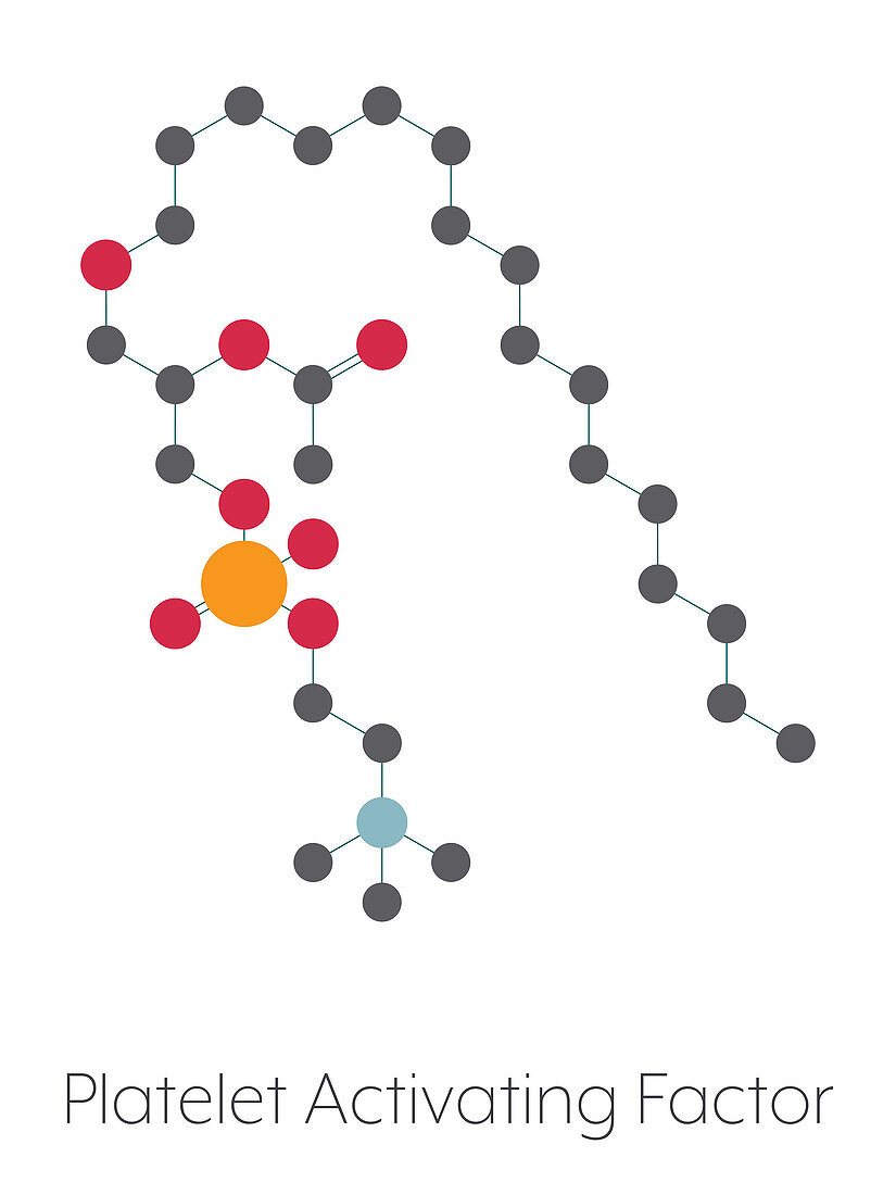 Platelet-activating factor molecule, illustration