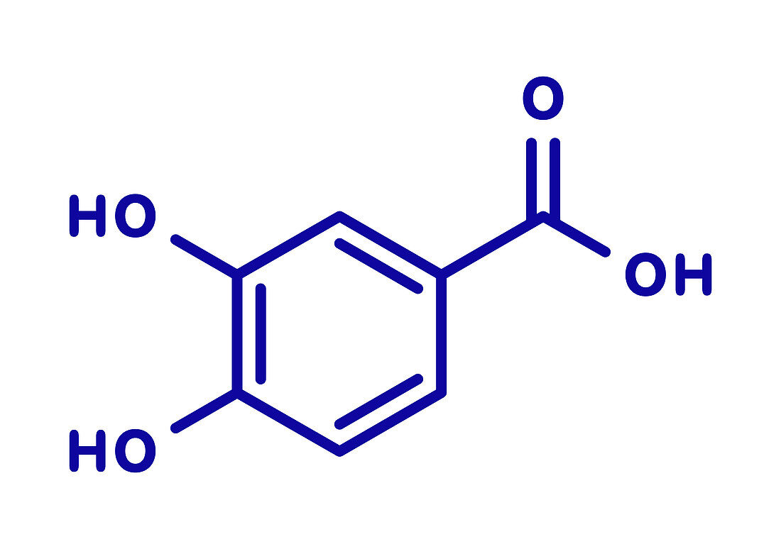 Protocatechuic acid green tea antioxidant molecule