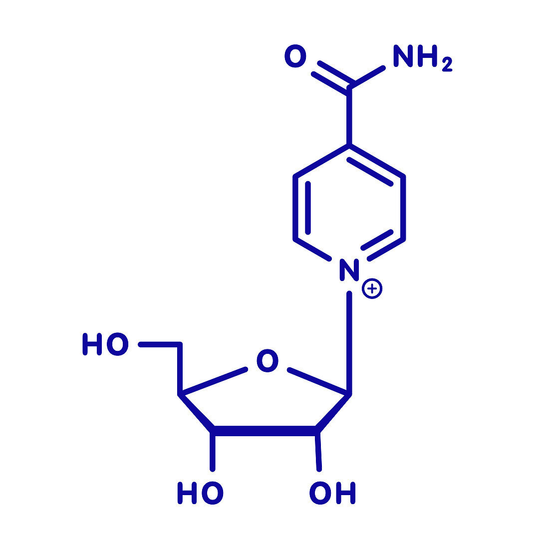Nicotinamide riboside molecule, illustration