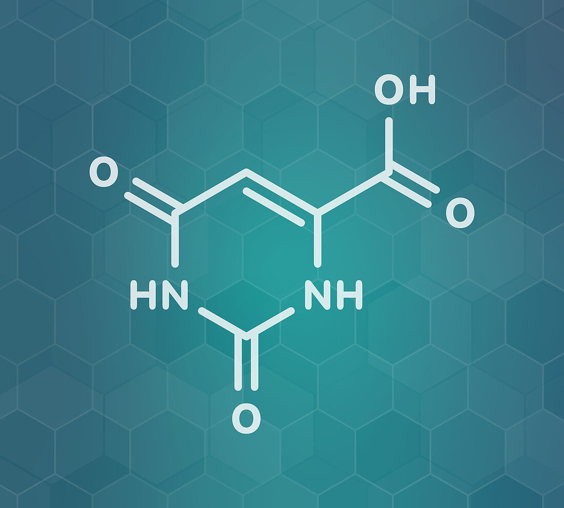 Orotic acid molecule, illustration