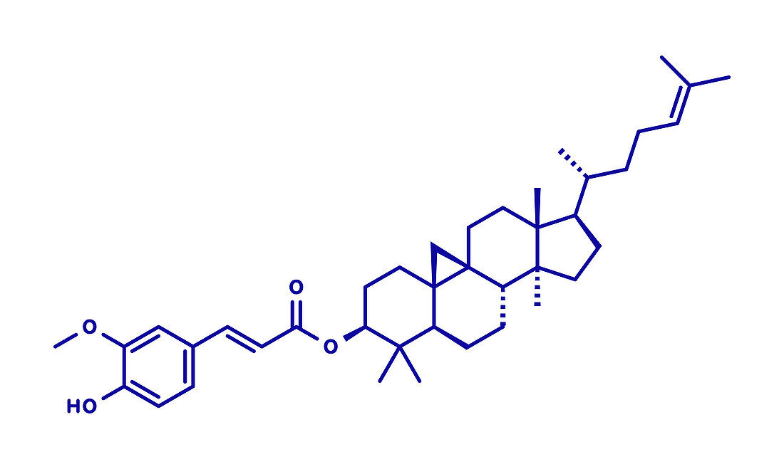 Cycloartenyl ferulate molecule, illustration