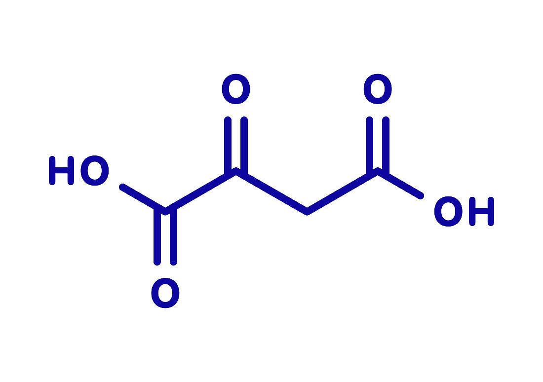 Oxaloacetic acid metabolic intermediate molecule