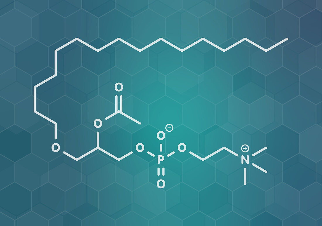 Platelet Activating Factor signalling molecule, illustration