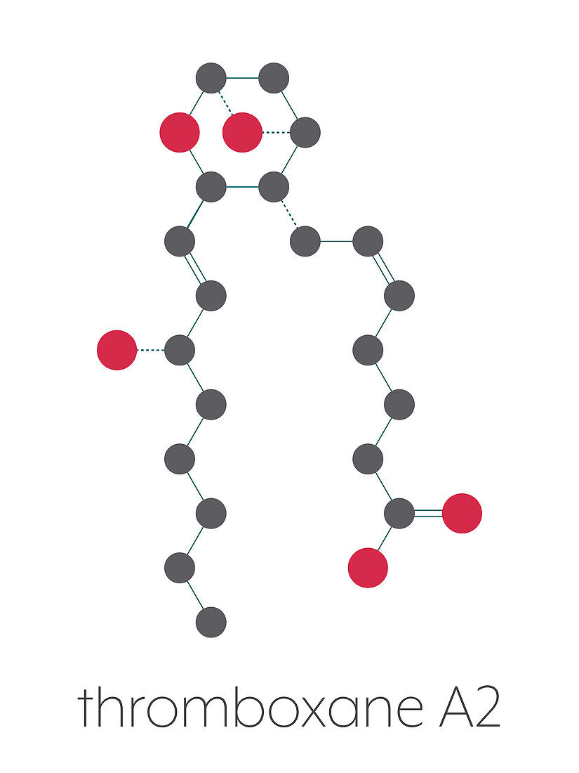 Thromboxane A2 molecule, illustration