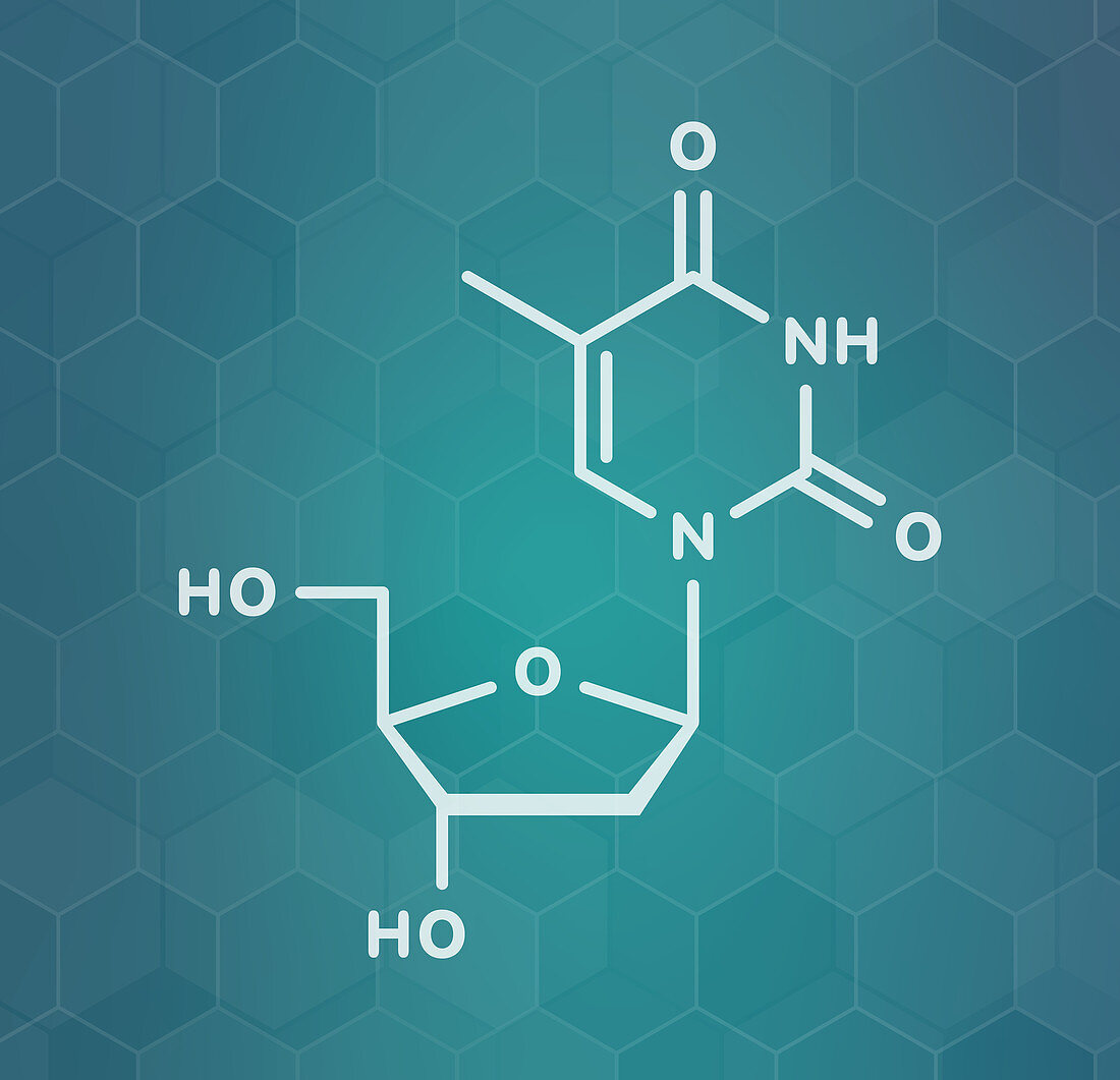 Thymidine nucleoside molecule, illustration