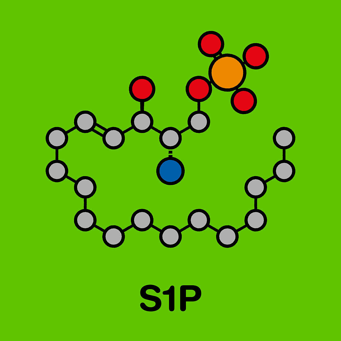 Sphingosine-1-phosphate signalling molecule, illustration