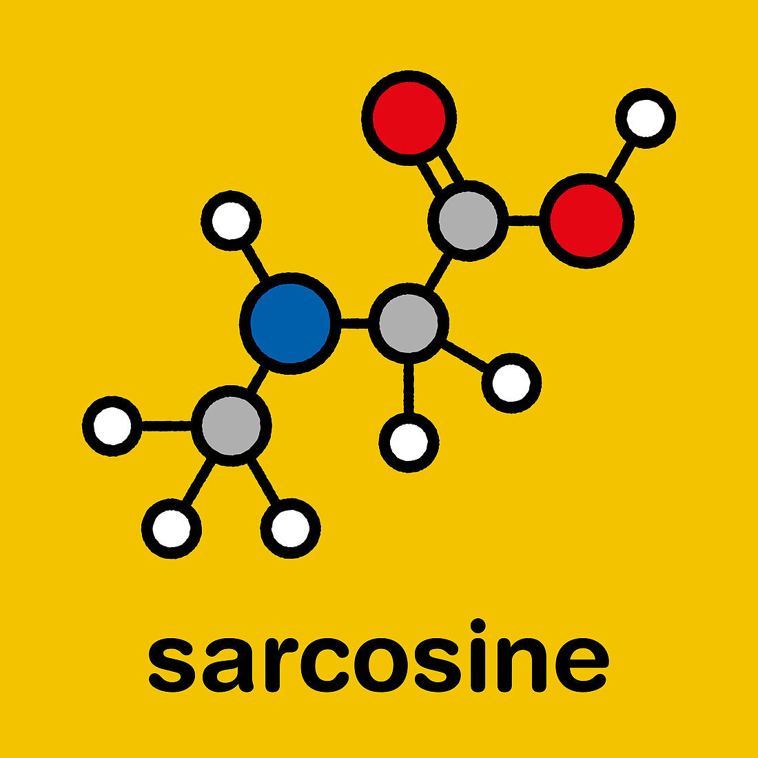 Sarcosine molecule, illustration