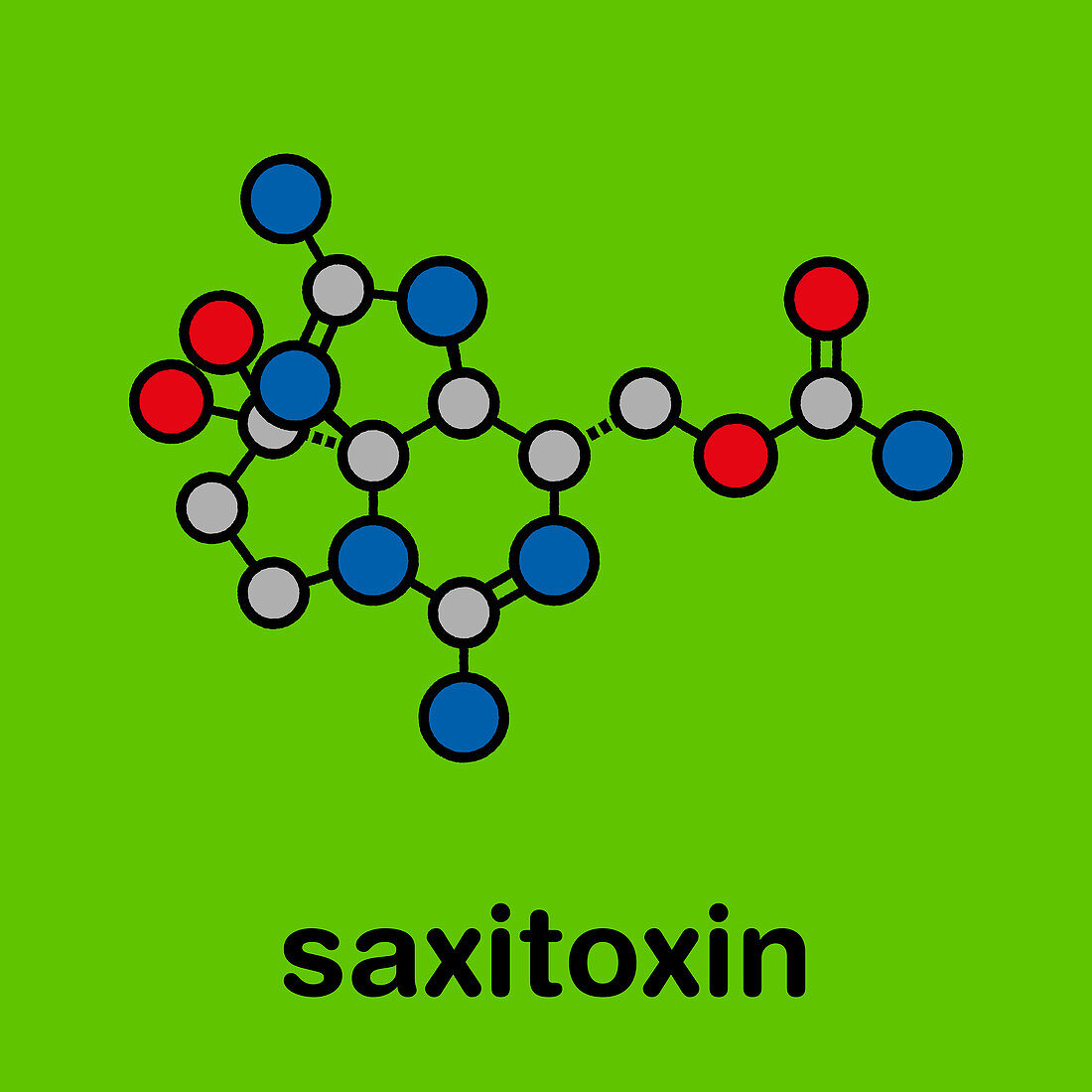 Saxitoxin paralytic shellfish toxin, illustration