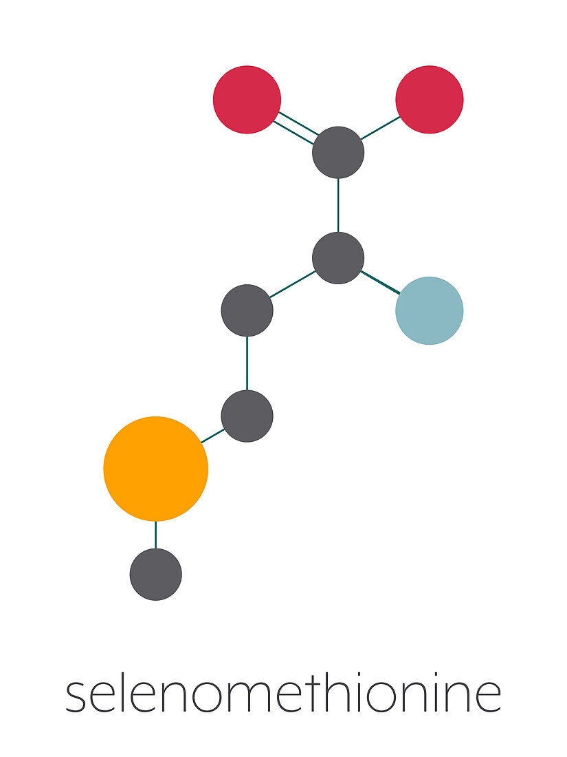 Selenomethionine amino acid molecule, illustration