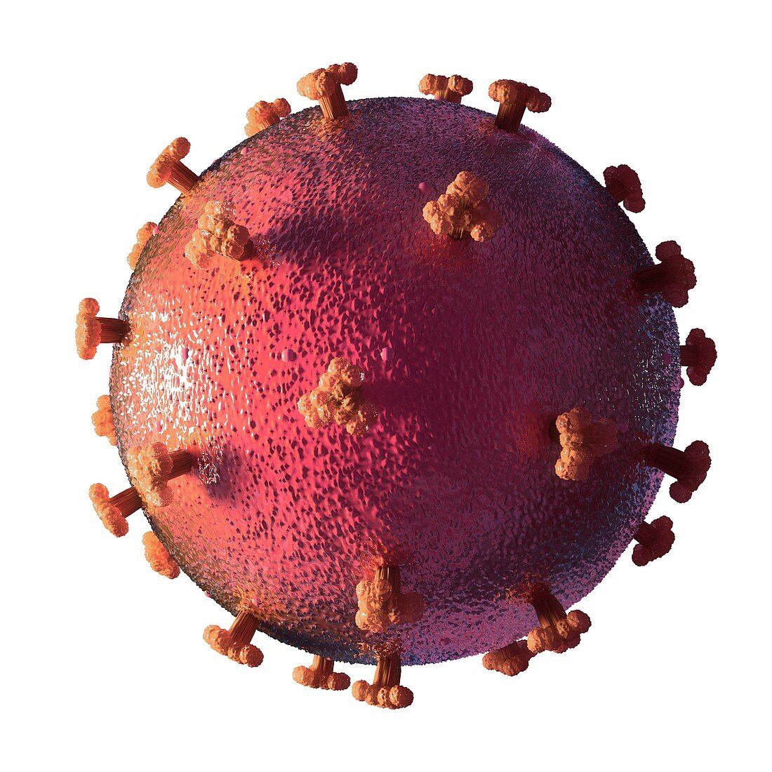 Coronavirus particle, illustration