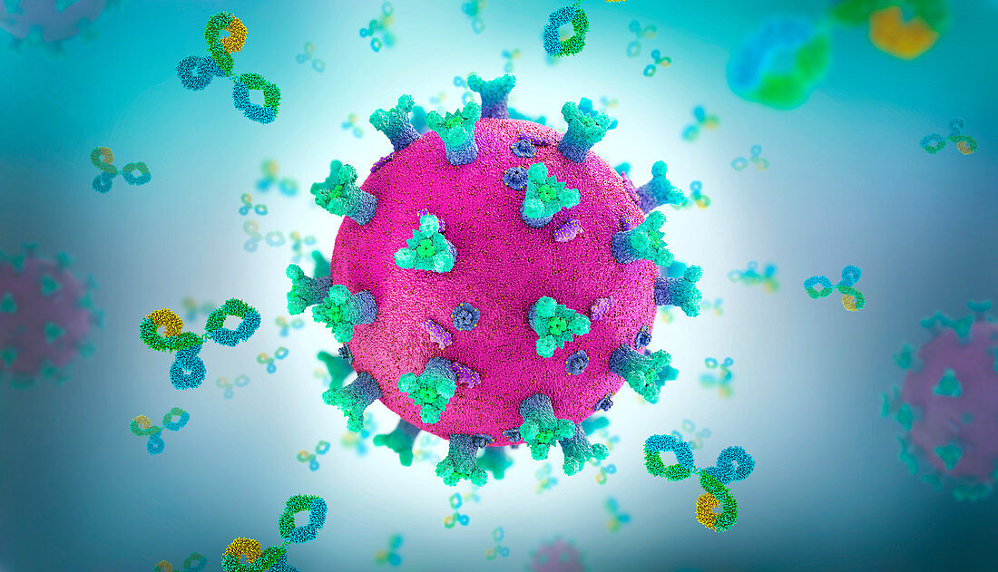 Antibody proteins attacking coronavirus, illustration
