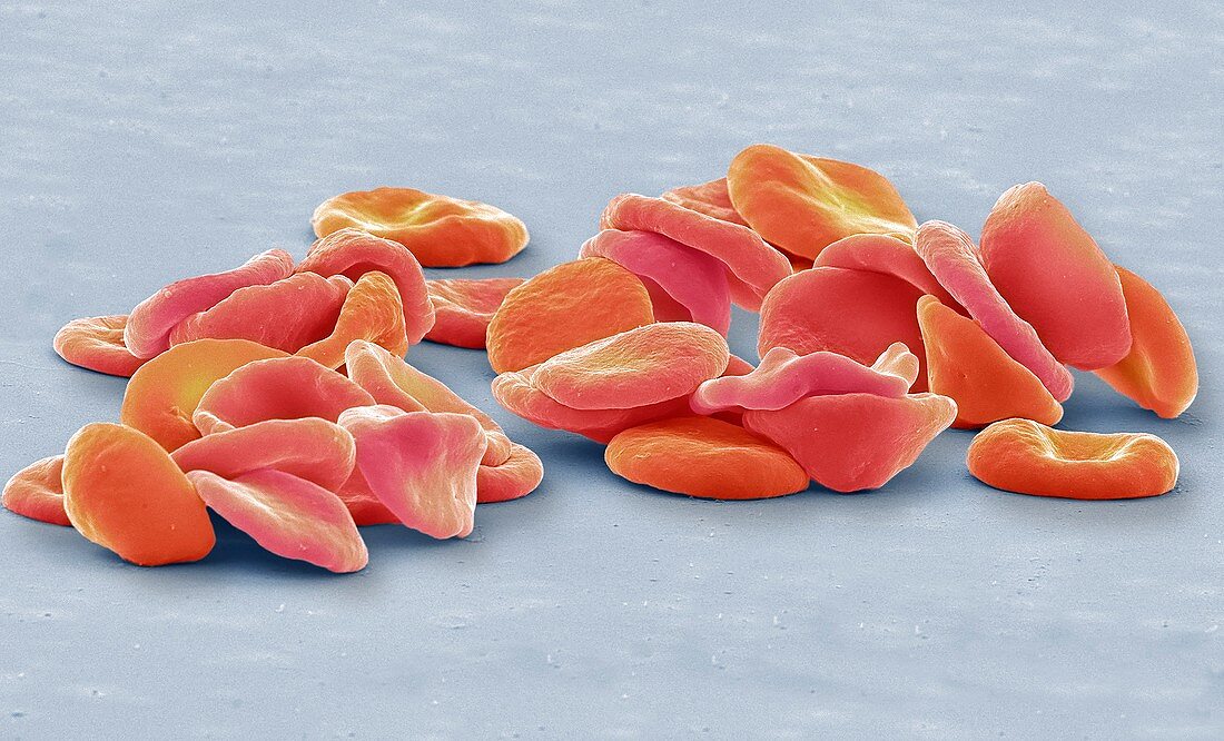 Red blood cells, SEM