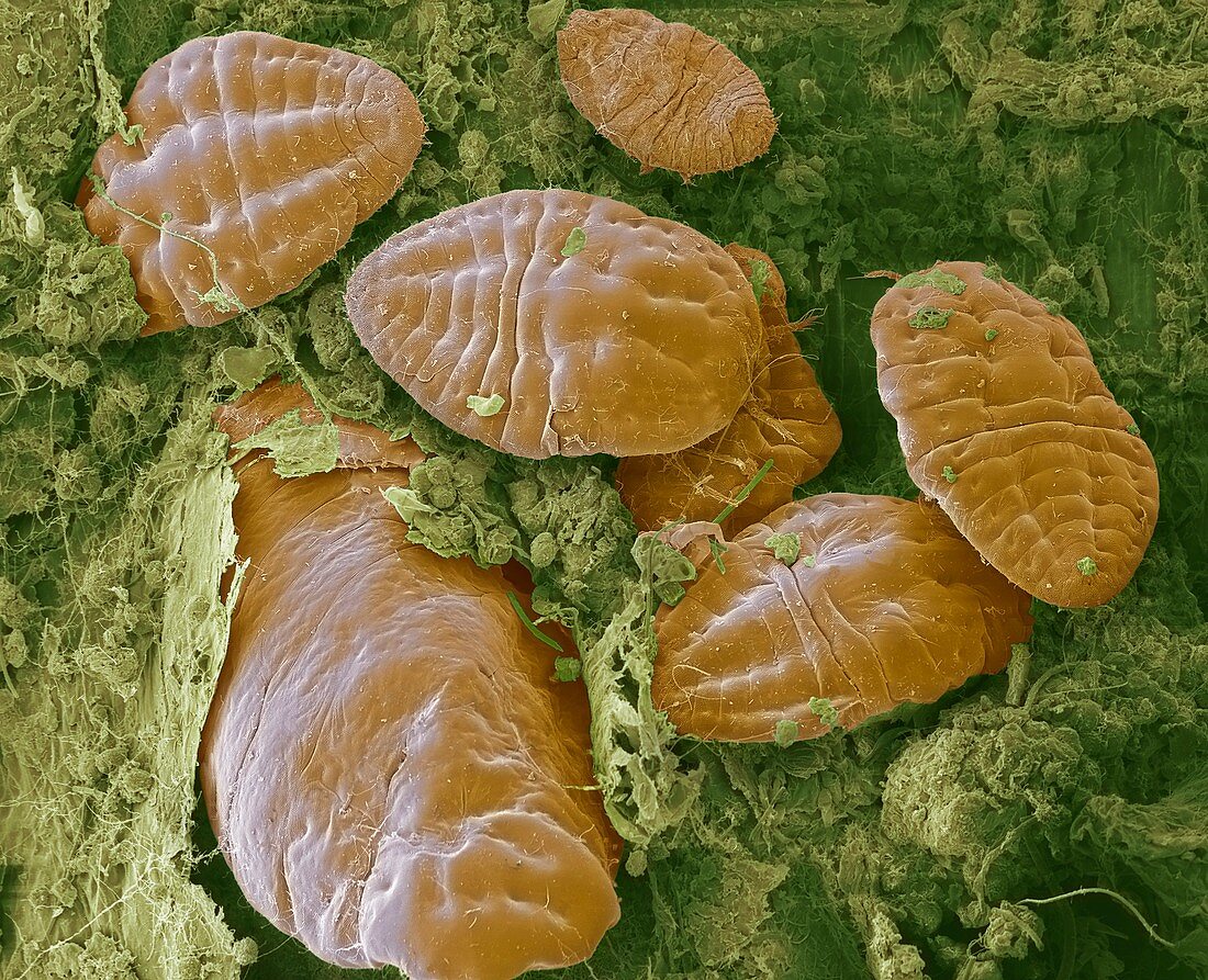 Scale insects, SEM