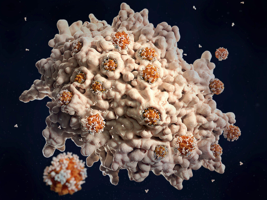 Macrophage engulfing coronaviruses, illustration