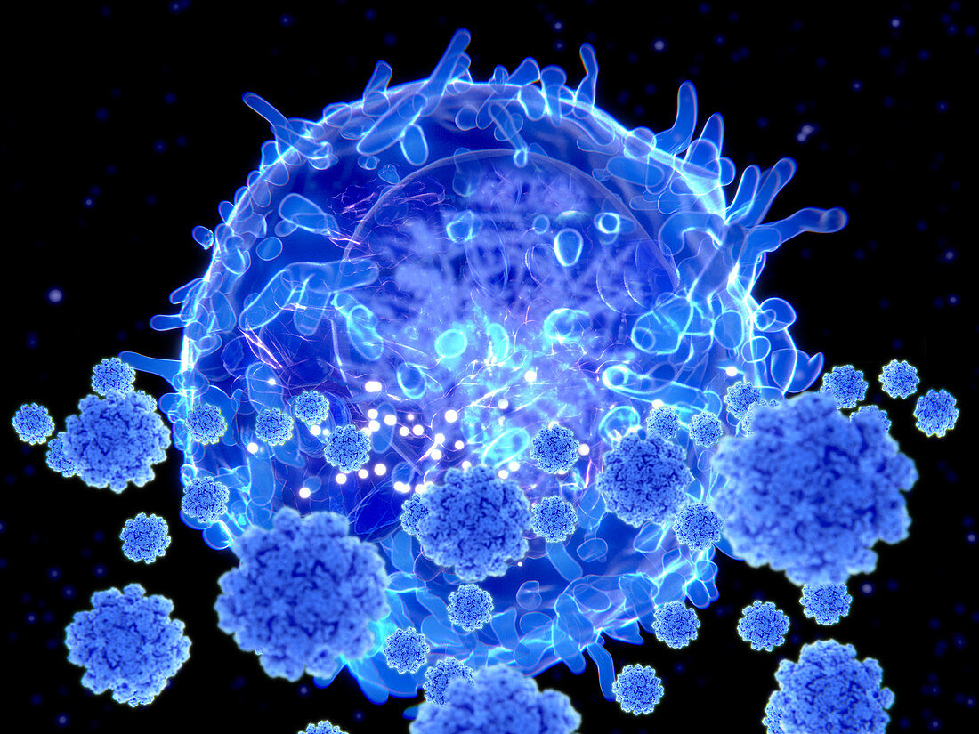 T cell targeting covid-19 viruses, illustration