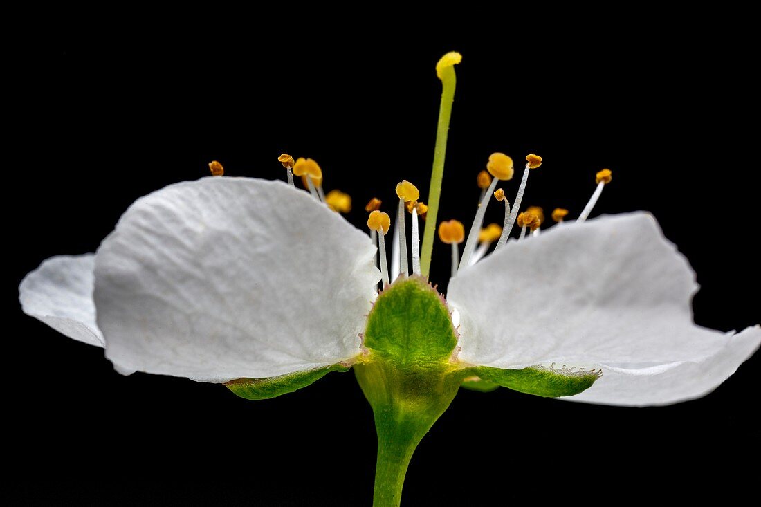 Pear (Pyrus sp.) flower