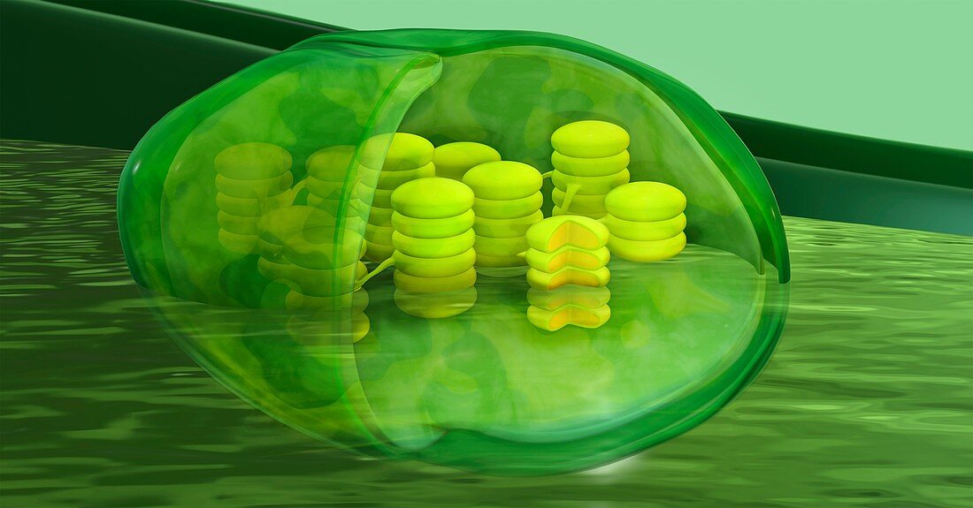 Chloroplast structure, 3D illustration