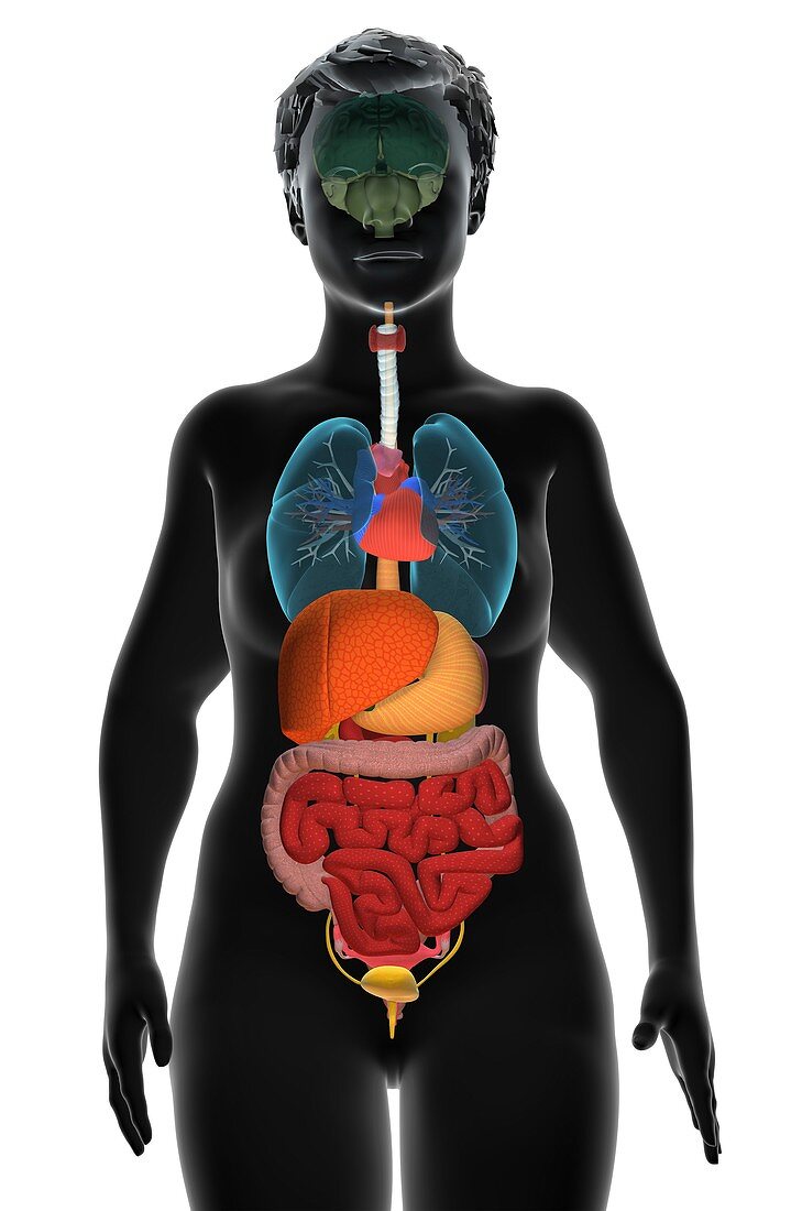 Female internal organs, 3D illustration