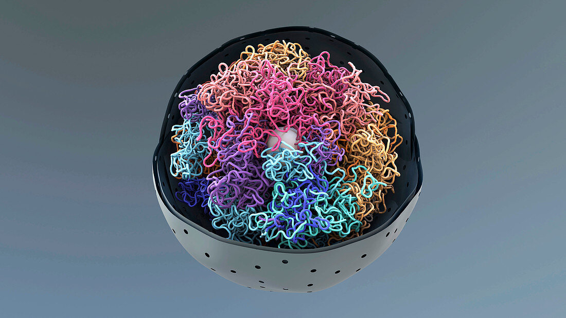 Chromatin in cell nucleus, illustration