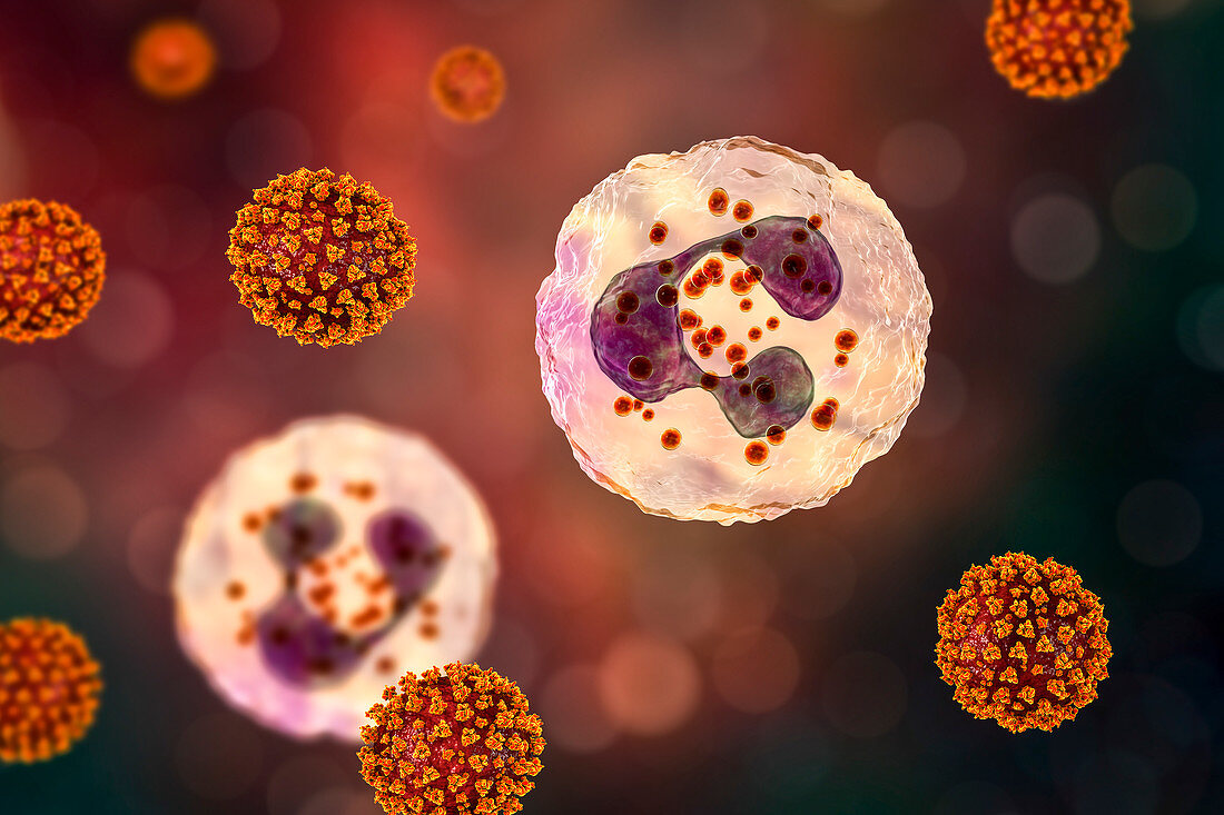 SARS-CoV-2 viruses and activated neutrophils, illustration