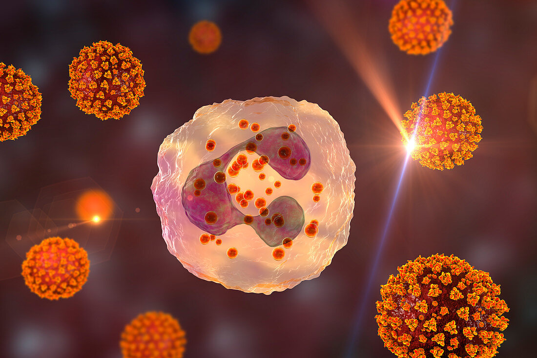 SARS-CoV-2 viruses and activated neutrophils, illustration