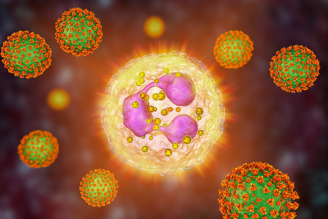 SARS-CoV-2 viruses and activated neutrophils, illustration