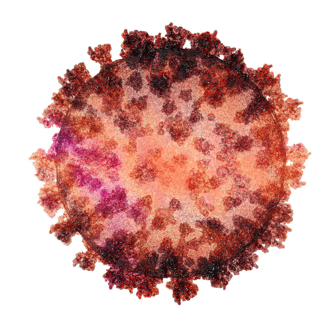 Coronavirus particle, illustration