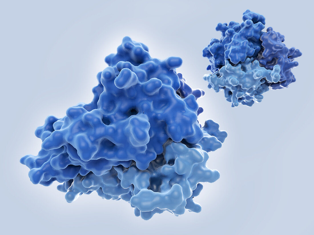 Tumour necrosis factor-alpha, molecular model
