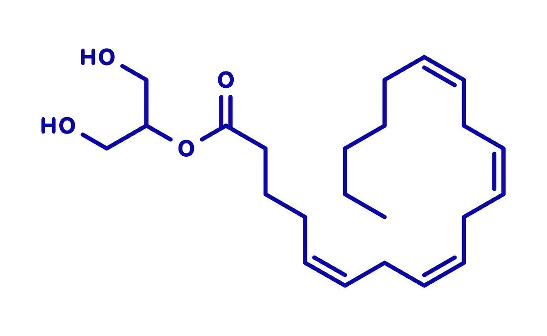 2-Arachidonoylglycerol neurotransmitter, illustration