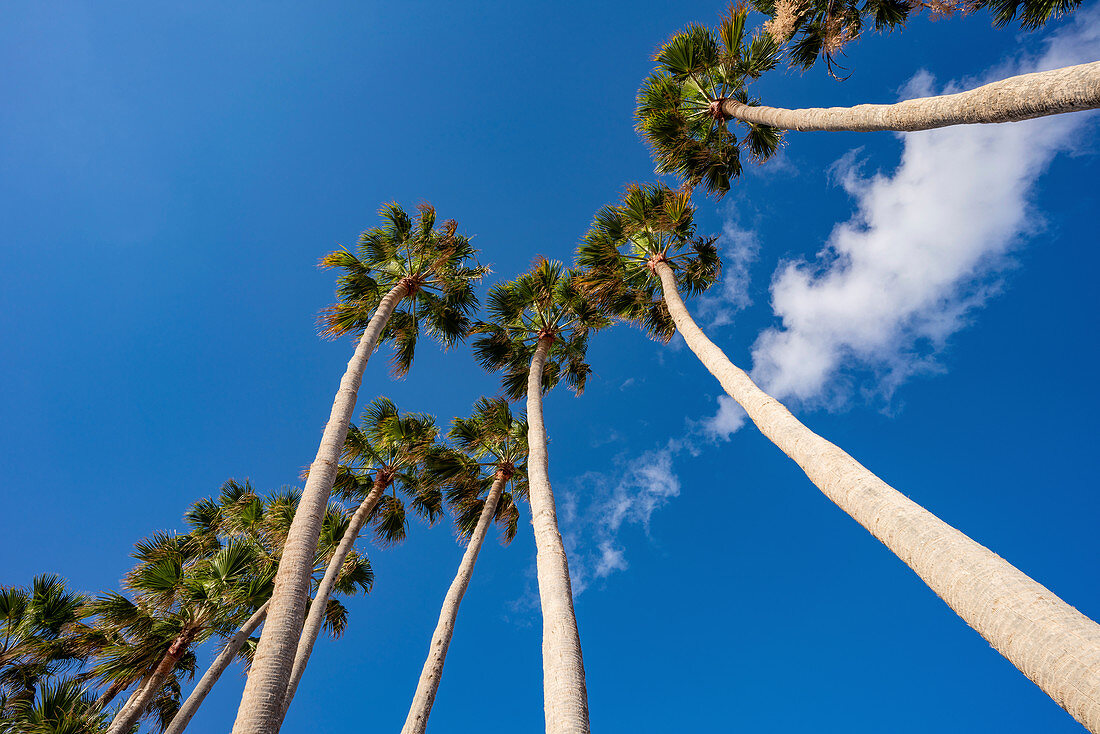 Row of palm trees against a blue sky