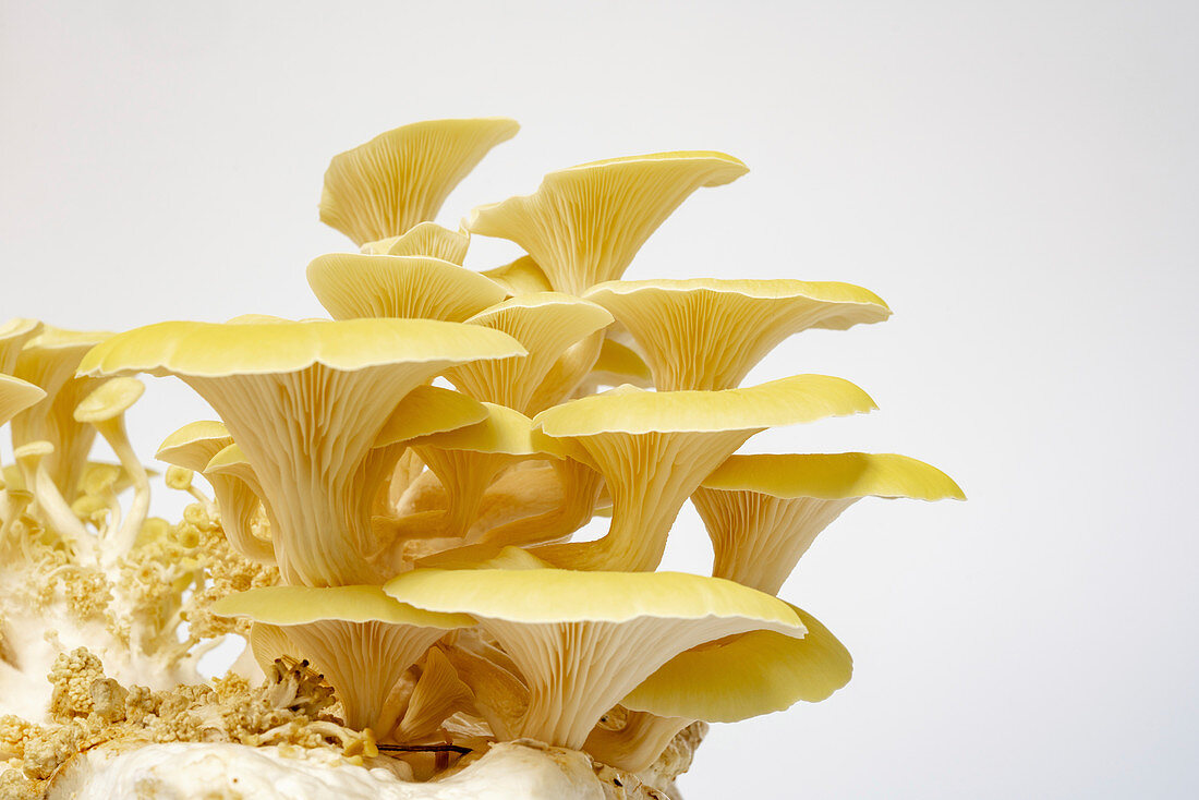 Golden oyster mushrooms