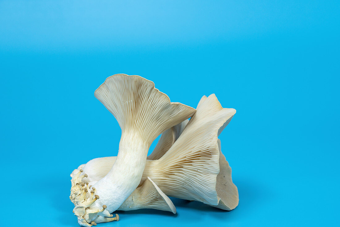 King oyster mushrooms
