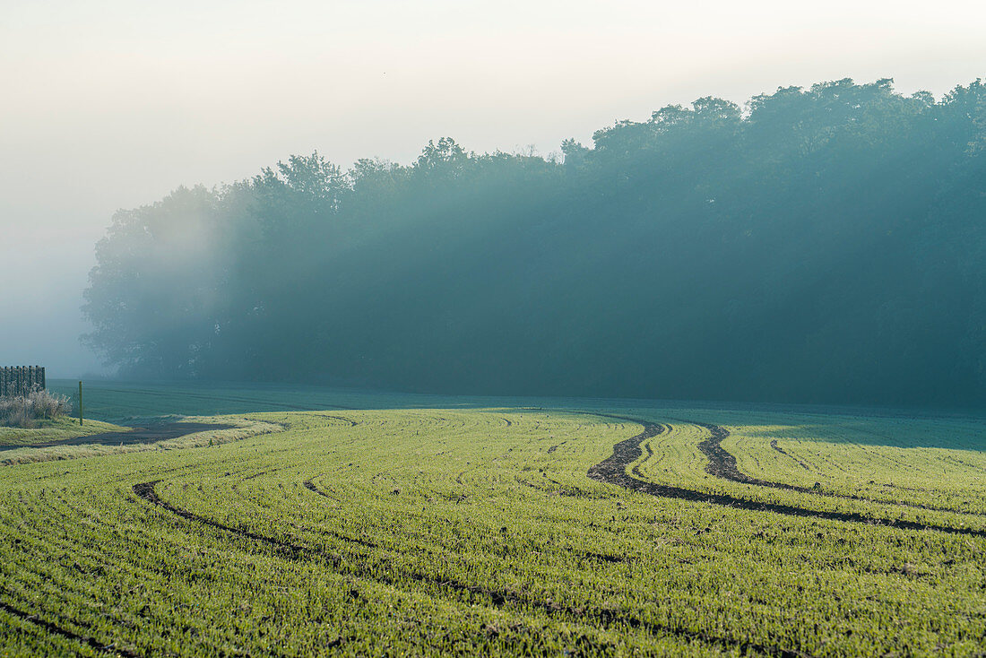 Field on a foggy morning