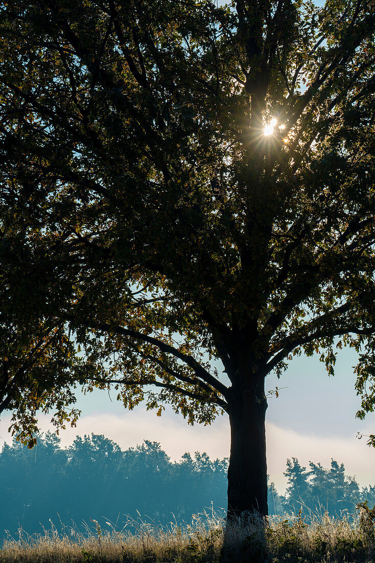 Sunrise through a tree