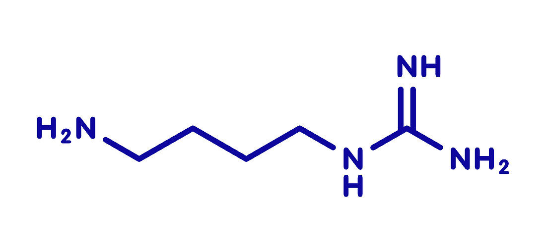 Agmatine molecule, illustration