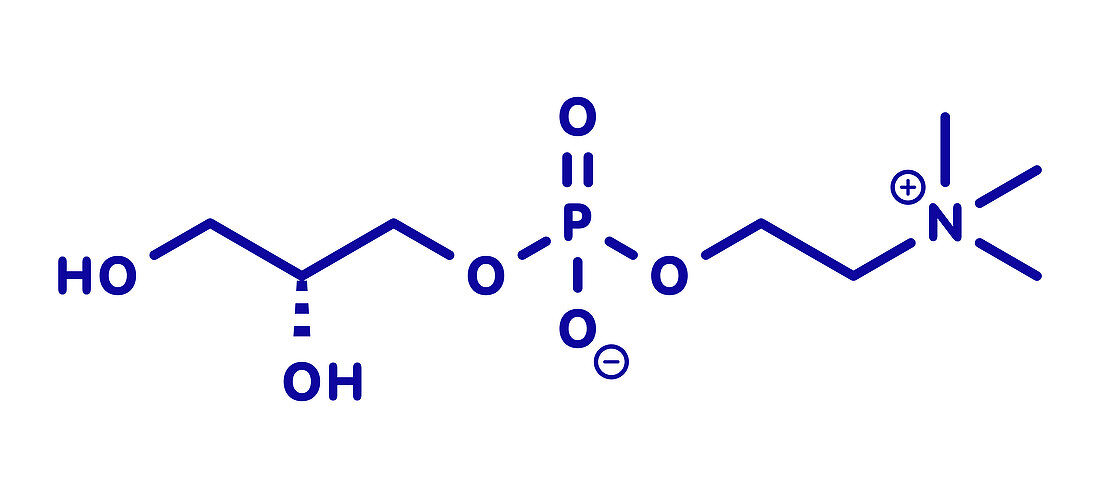 Alpha-GPC molecule, illustration