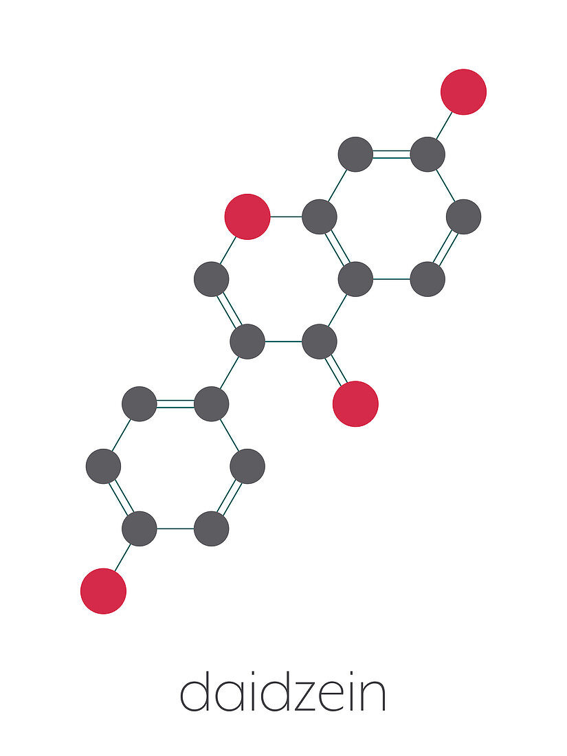 Daidzein isoflavone molecule, illustration