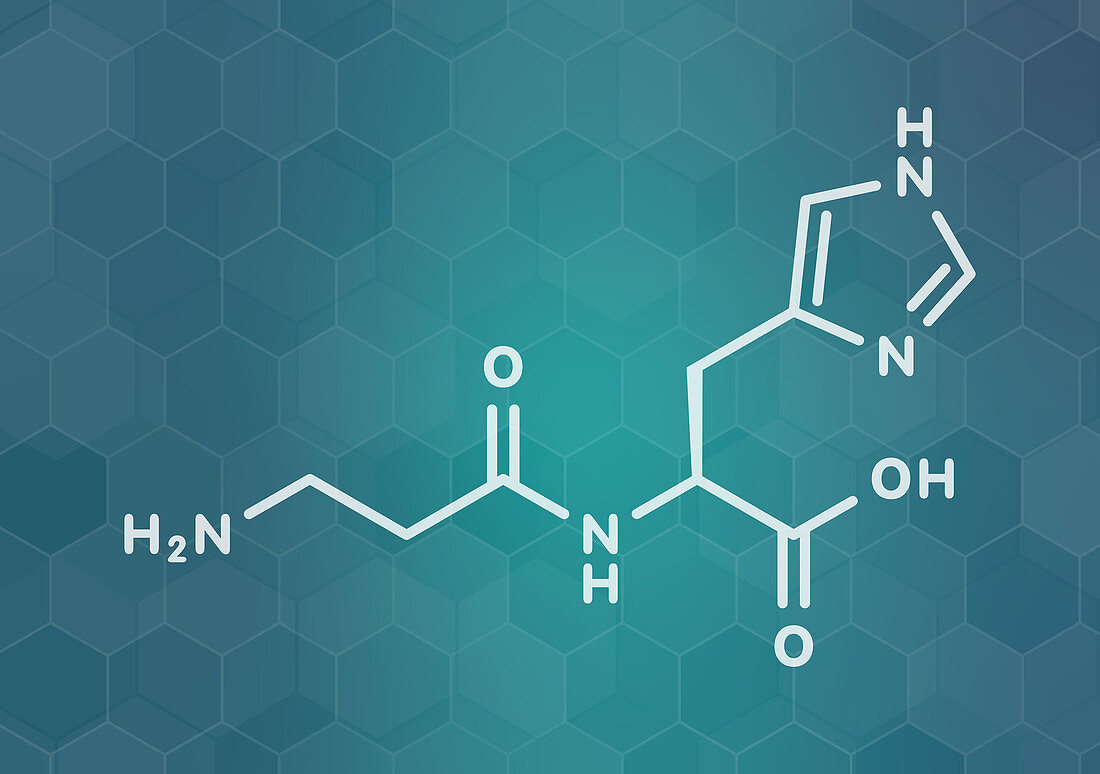 Carnosine food supplement molecule, illustration