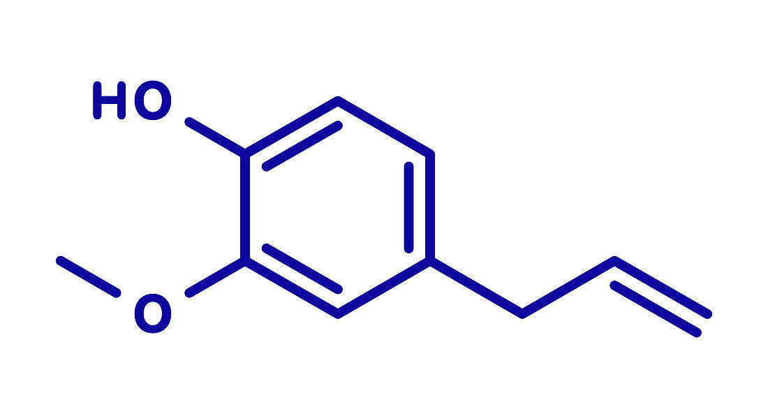 Eugenol herbal essential oil molecule, illustration
