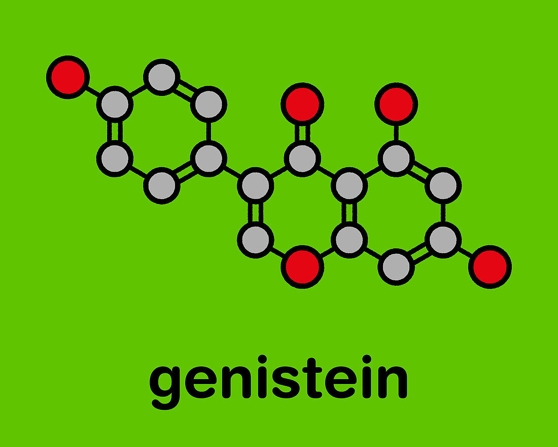 Genistein isoflavone molecule, illustration