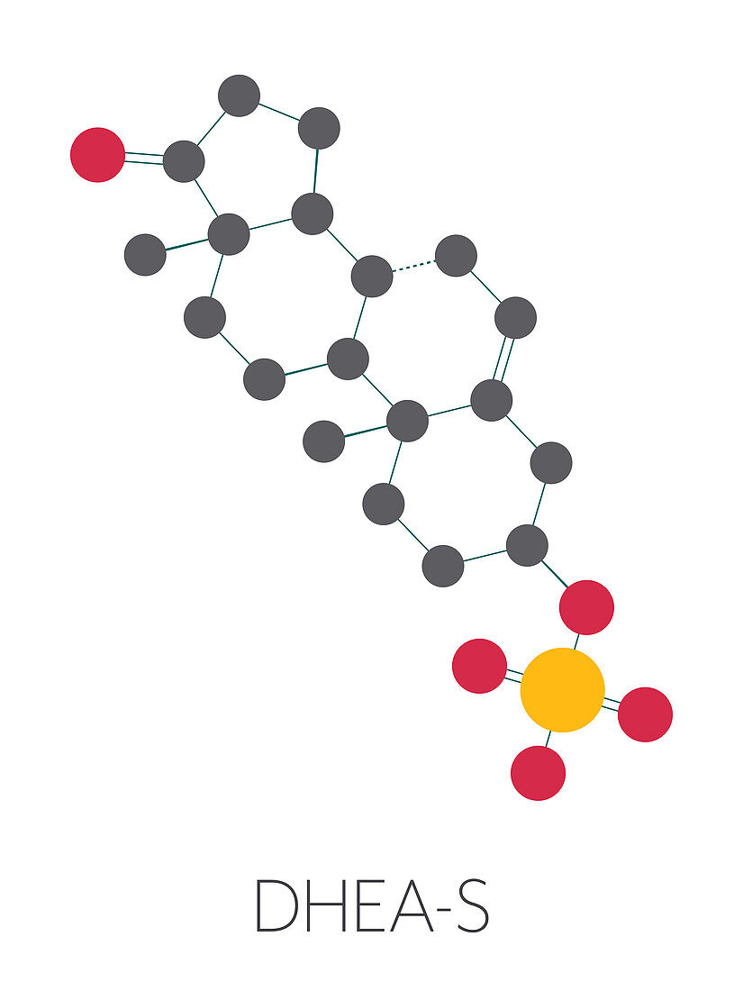 Dehydroepiandrosterone sulfate hormone molecule, illustratio