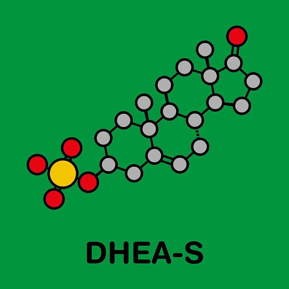 Dehydroepiandrosterone sulfate hormone molecule, illustratio